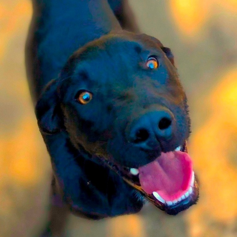 Teddy, an adoptable Labrador Retriever, Pit Bull Terrier in Mount Shasta, CA, 96067 | Photo Image 1