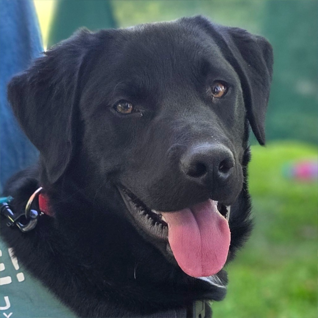 Teddy, an adoptable Labrador Retriever, Pit Bull Terrier in Mount Shasta, CA, 96067 | Photo Image 1