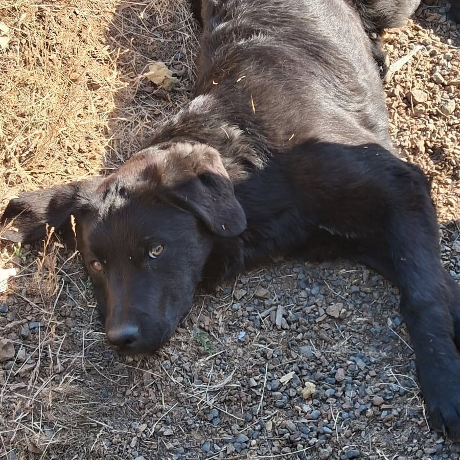 Teddy, an adoptable Labrador Retriever, Pit Bull Terrier in Mount Shasta, CA, 96067 | Photo Image 2