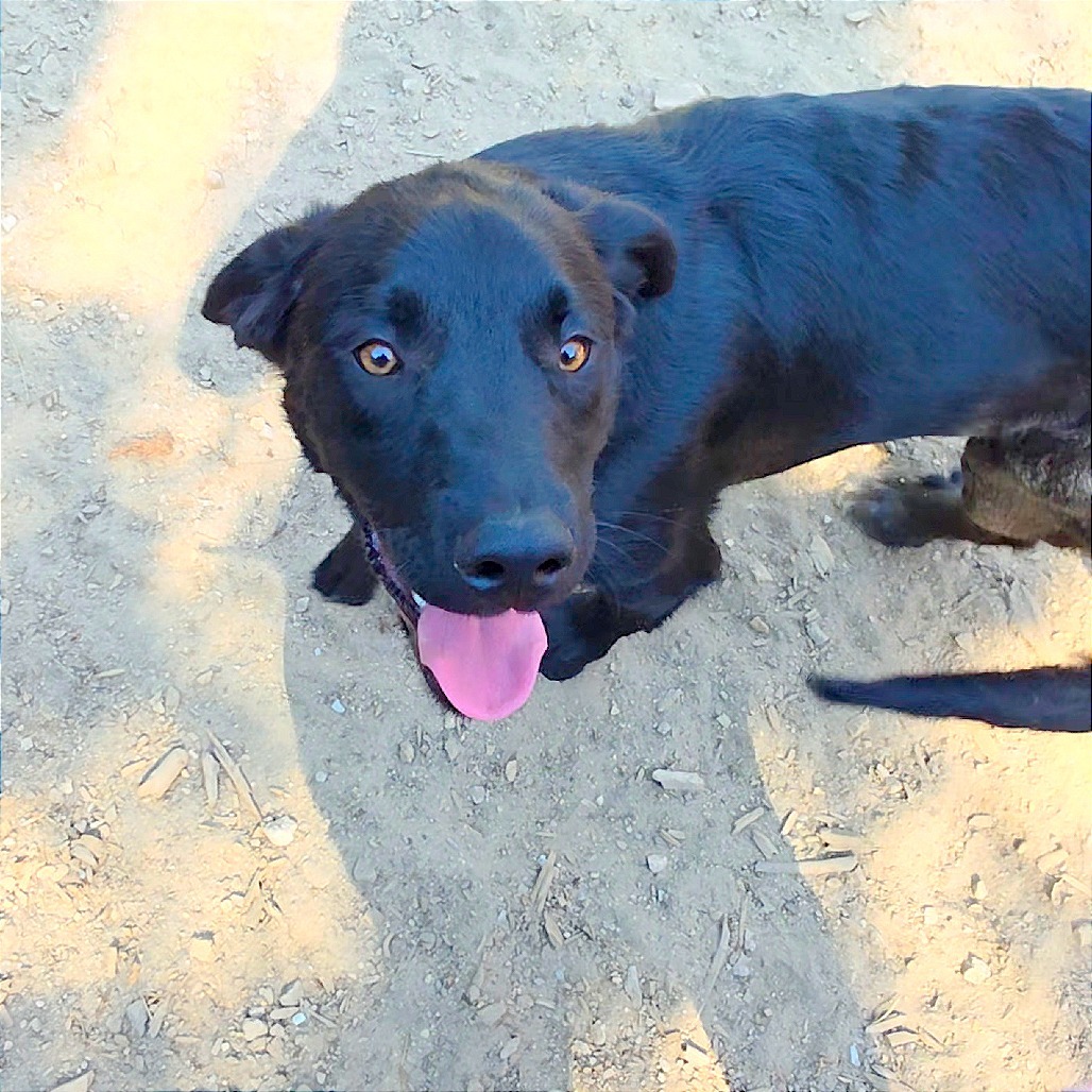 Teddy, an adoptable Labrador Retriever, Pit Bull Terrier in Mount Shasta, CA, 96067 | Photo Image 3