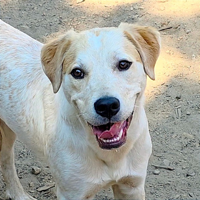 Chris, an adoptable Labrador Retriever, Pit Bull Terrier in Mount Shasta, CA, 96067 | Photo Image 1