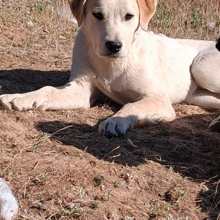 Chris, an adoptable Labrador Retriever, Pit Bull Terrier in Mount Shasta, CA, 96067 | Photo Image 2