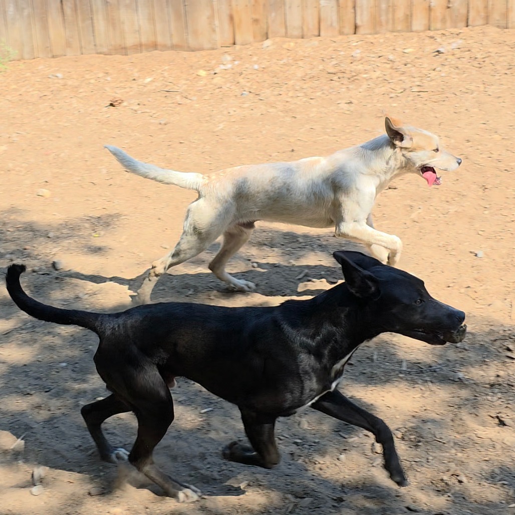 Chris, an adoptable Labrador Retriever, Pit Bull Terrier in Mount Shasta, CA, 96067 | Photo Image 3