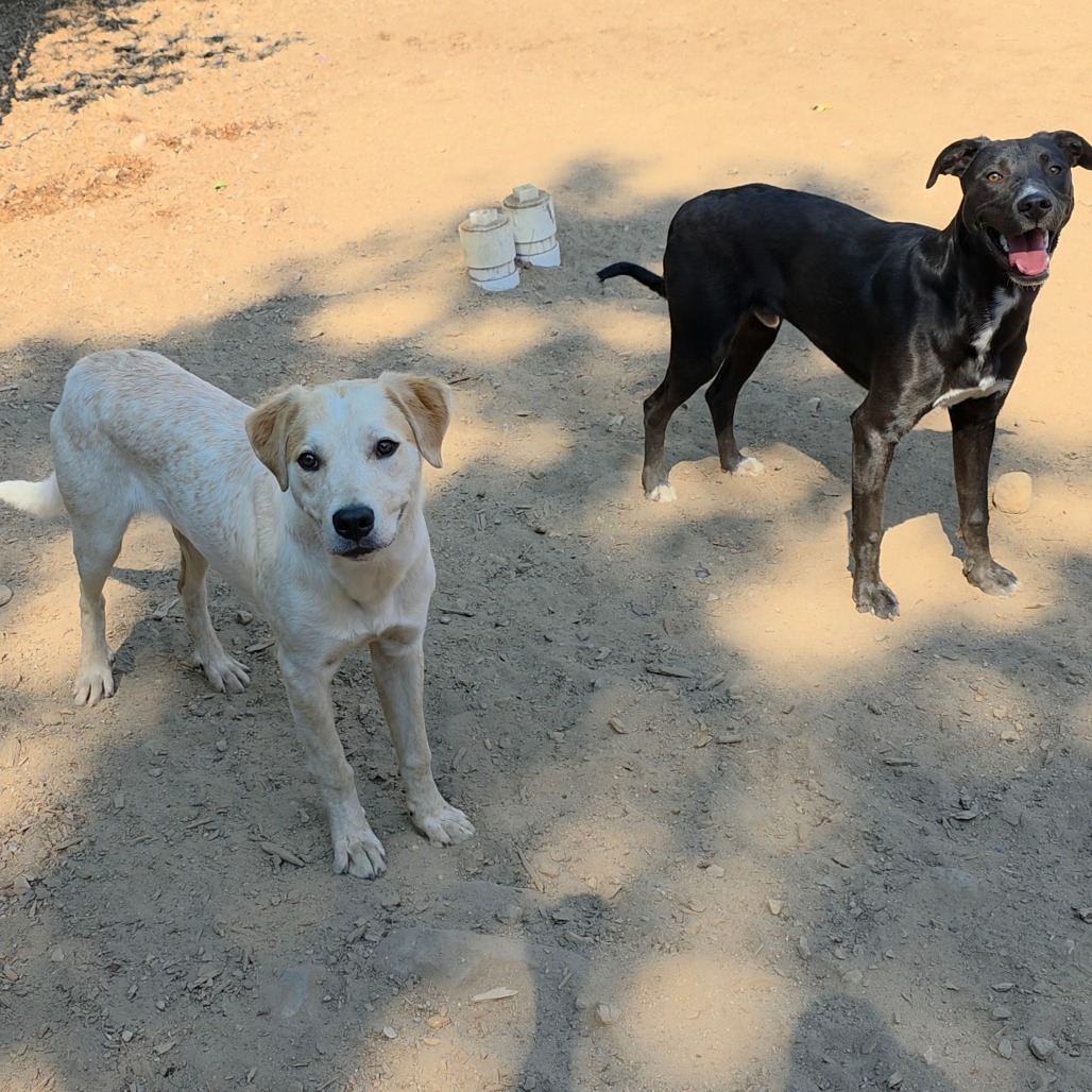 Chris, an adoptable Labrador Retriever, Pit Bull Terrier in Mount Shasta, CA, 96067 | Photo Image 4