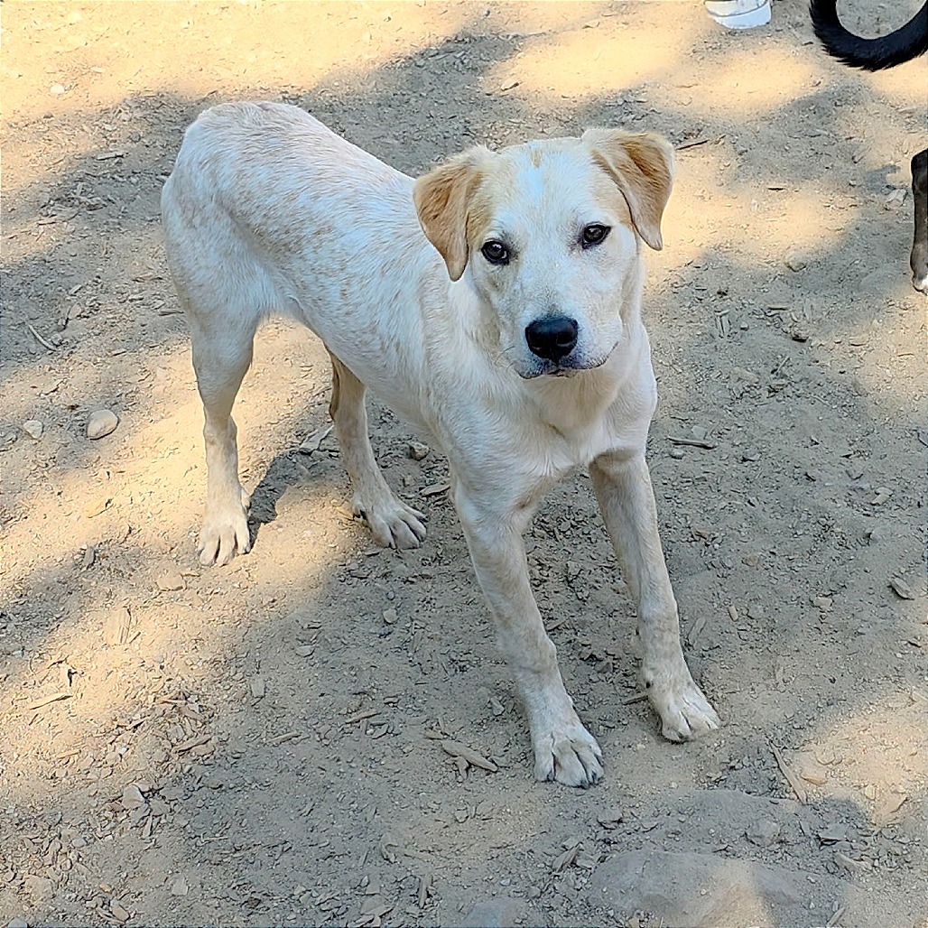 Chris, an adoptable Labrador Retriever, Pit Bull Terrier in Mount Shasta, CA, 96067 | Photo Image 5