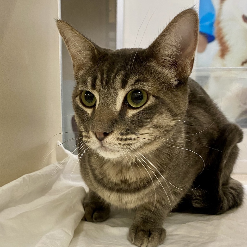 Cheese, an adoptable Domestic Short Hair in Reno, NV, 89502 | Photo Image 1