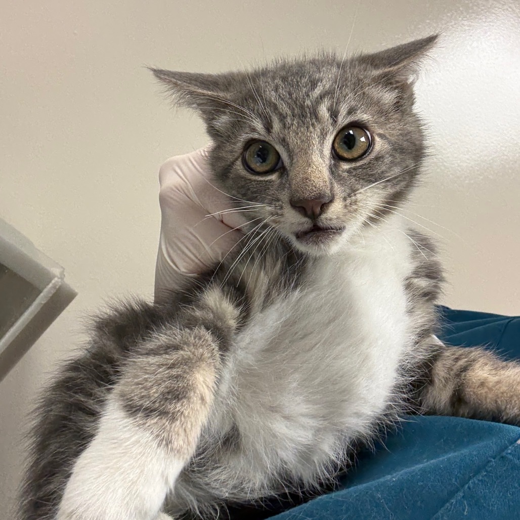 Louis Tomlinson, an adoptable Domestic Short Hair in Reno, NV, 89502 | Photo Image 1