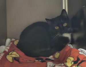 BAGEL, Young Female Domestic Short Hair