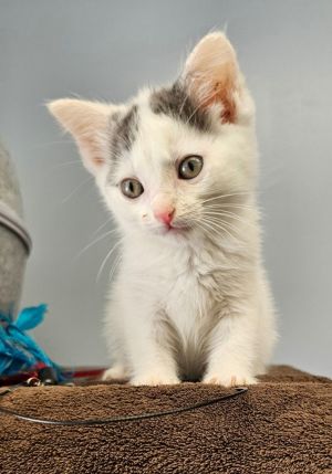 Lilo, Baby Male Domestic Short Hair