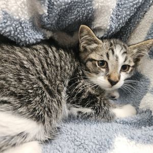 Valentino, Baby Male Domestic Short Hair
