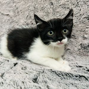 Meet Prada the fearless fashionista of her litter and the bold trendsetter ever