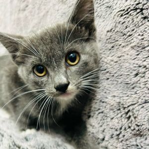 Gucci Domestic Short Hair Cat