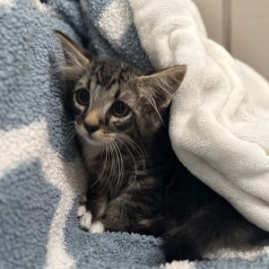 Versace Domestic Short Hair Cat