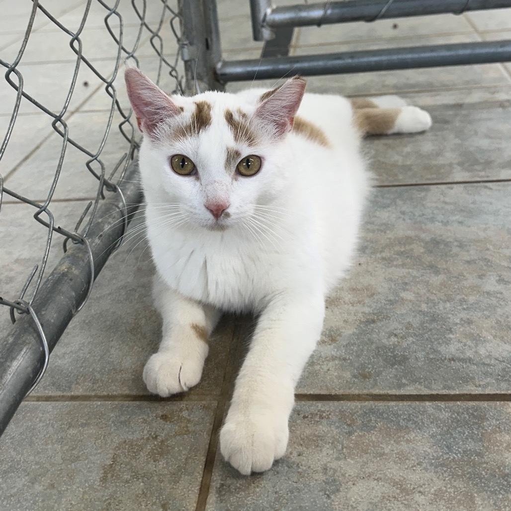 Ella (Horseheads PetSmart)