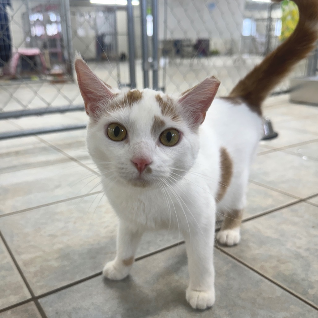 Ella (Horseheads PetSmart)