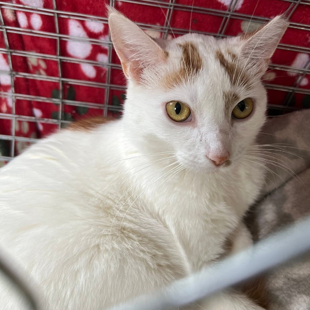 Ella (Horseheads PetSmart)