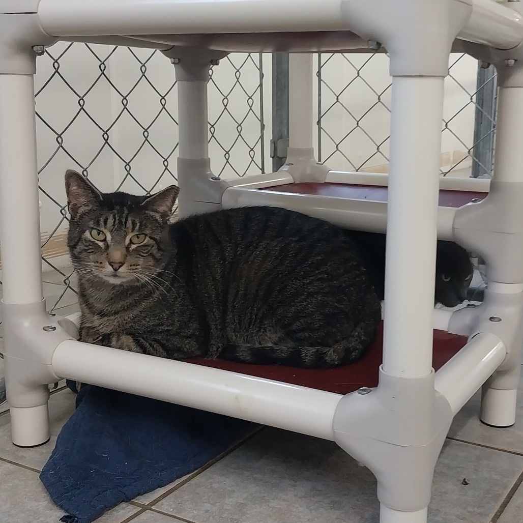 Jethro (Horseheads PetSmart)