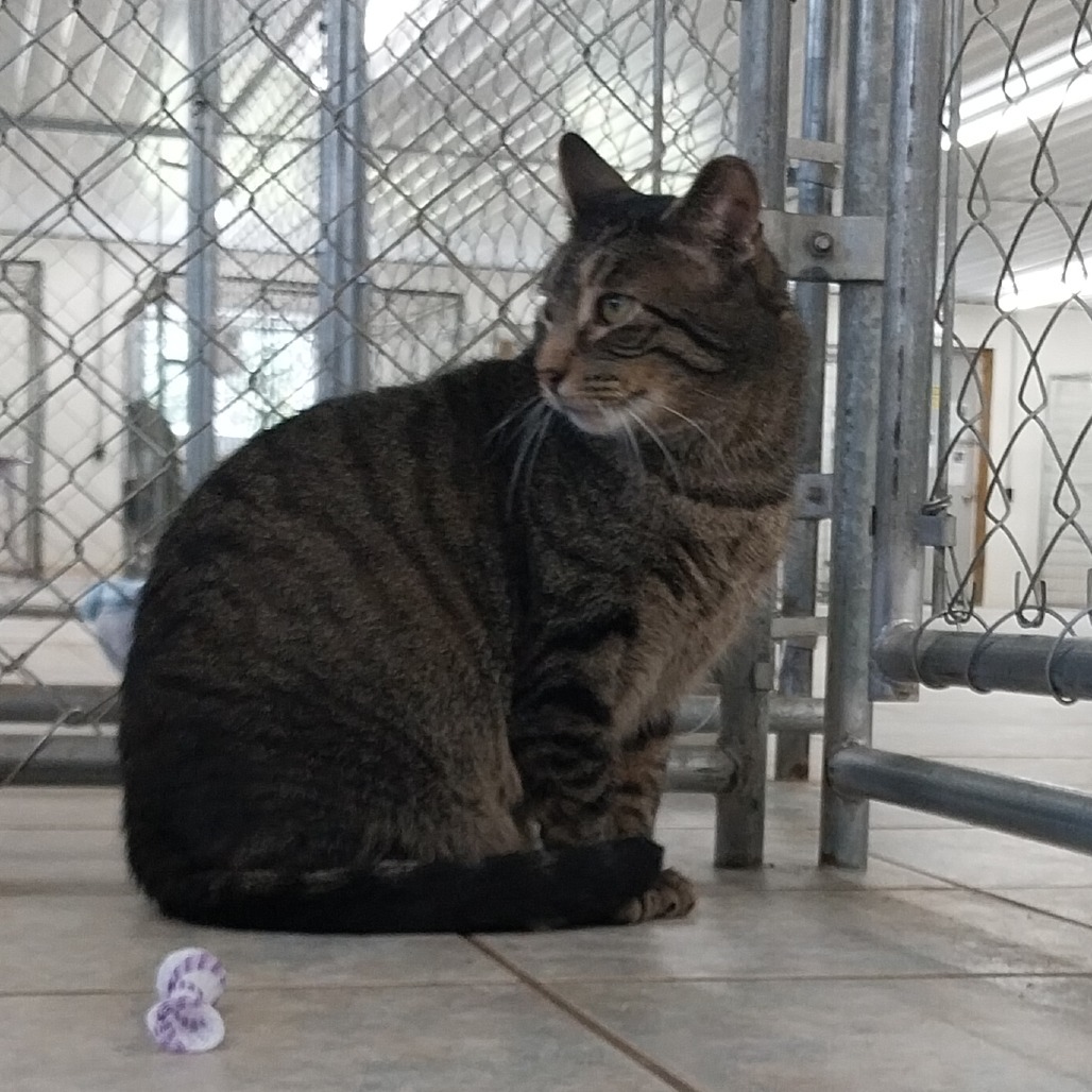 Jethro (Horseheads PetSmart)