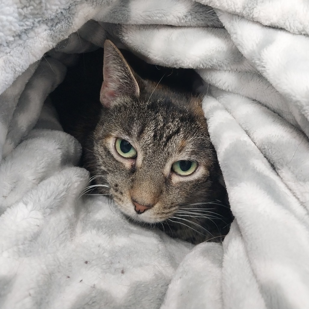 Ellie Mae (Horseheads PetSmart)