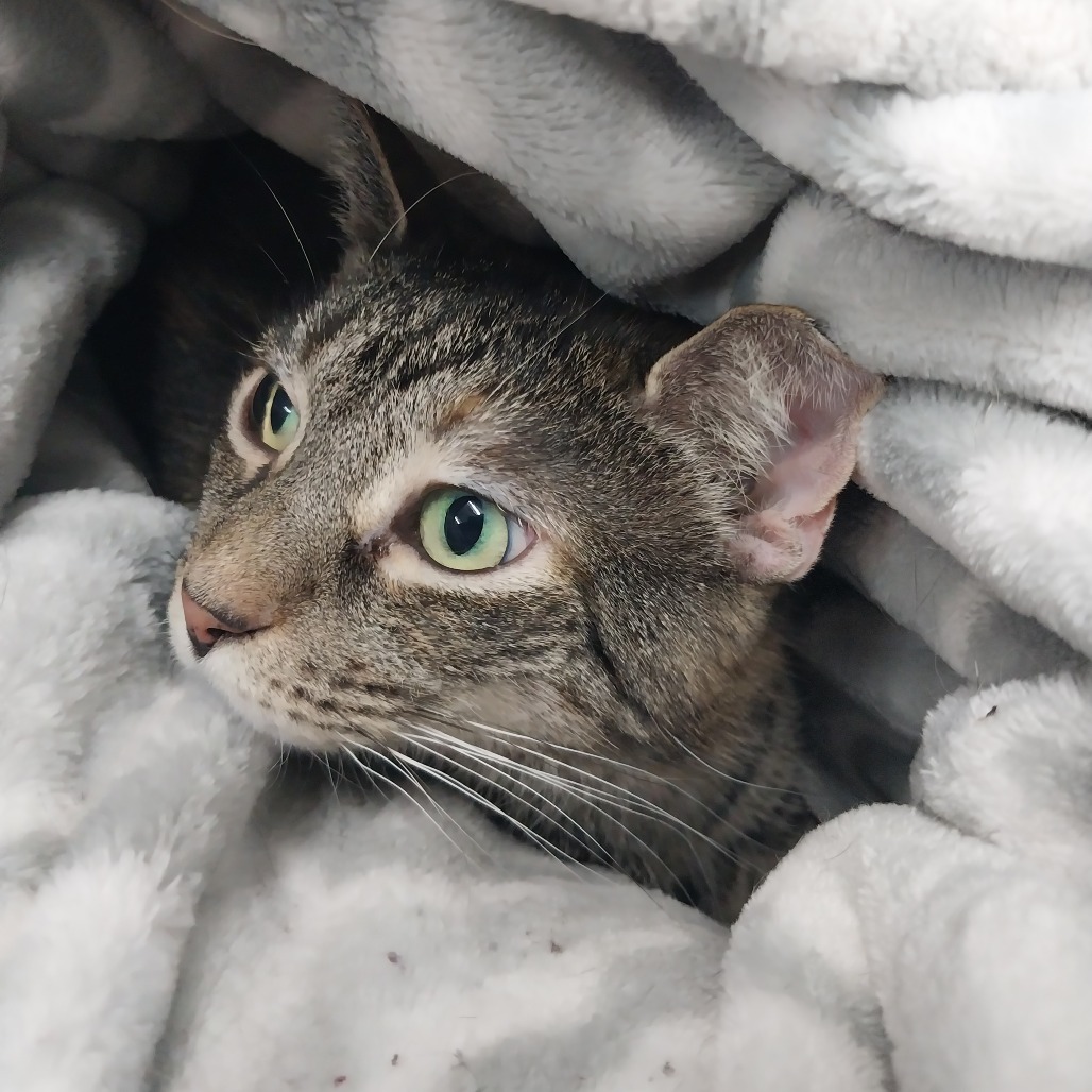 Ellie Mae (Horseheads PetSmart)