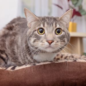 With mesmerizing green eyes and a heart full of affection Sylvester is a gentle