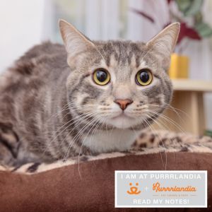 With mesmerizing green eyes and a heart full of affection Sylvester is a gentle