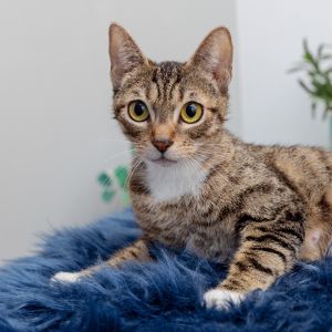 Littlefoot Domestic Short Hair Cat