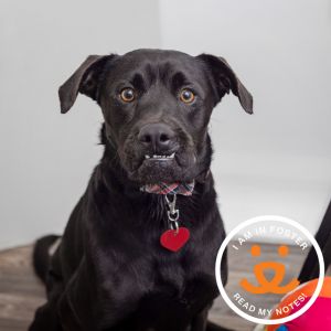 Meet Pepe the King Prawn a sweet and friendly 2-year-old looking for a loving family Pepe greets v