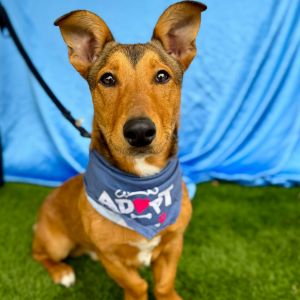 Chico is a playful 7-month-old pup who enjoys cuddle time play sessions with other friendly dogs a