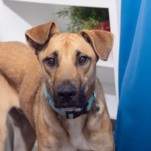 Meet Buck an 11-month-old boy whos looking for a calm and caring companion He enjoys gentle walks