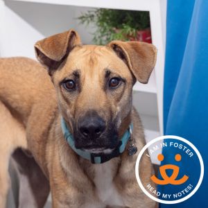 Meet Tobi an 11-month-old boy whos looking for a calm and caring companion He