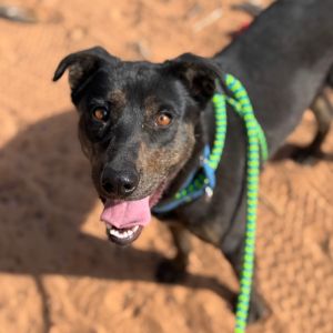 Meet Snapdragon a bright and affectionate 4-year-old looking for her new best friend Shes a socia