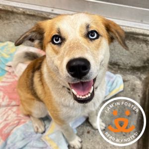 Bingo is a 1-year-old pup with a gentle nature and a loving heart She greets visitors with a waggin