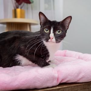 Snufkin Domestic Short Hair Cat