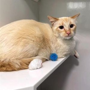 UBoy is a gentle 4-year-old who enjoys calm environments and quiet observation f