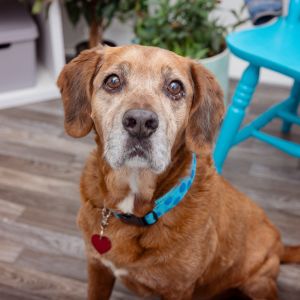 Blake Golden Retriever Dog