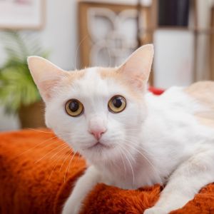 Meet Pumpkin Cheesecake a gentle 2-year-old boy whos still getting used to his