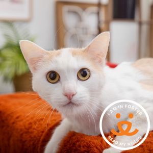 Meet Pumpkin Cheesecake a gentle 2-year-old boy whos still getting used to his surroundings Hes 
