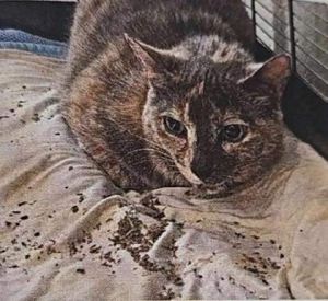 Miley, Adult Female Domestic Short Hair