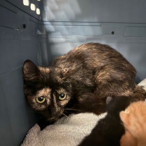 Soup, Young Female Domestic Short Hair