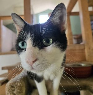 David Tuxedo Cat