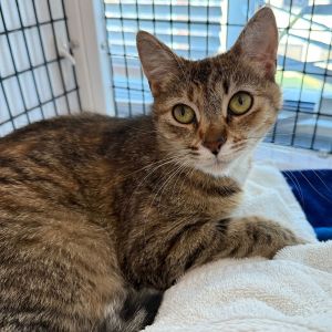 Florence Domestic Short Hair Cat