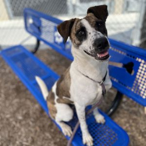 Darcy Australian Cattle Dog / Blue Heeler Dog