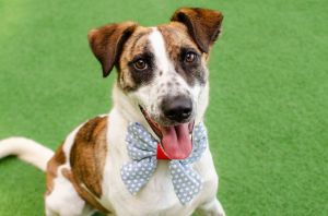 Darcy Australian Cattle Dog / Blue Heeler Dog