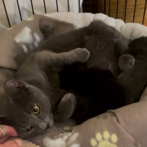 Sasha Miller, Young Female Domestic Short Hair