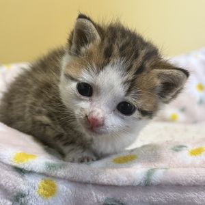 Bud Bowers, Baby Male Domestic Short Hair