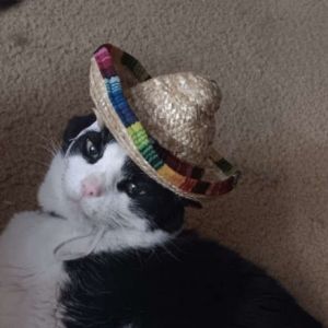 Mister Rayburn, Senior Male Domestic Short Hair