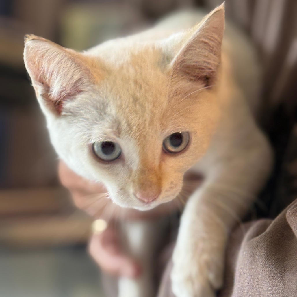 Alberto, an adoptable Himalayan, Domestic Medium Hair in Pahoa, HI, 96778 | Photo Image 1