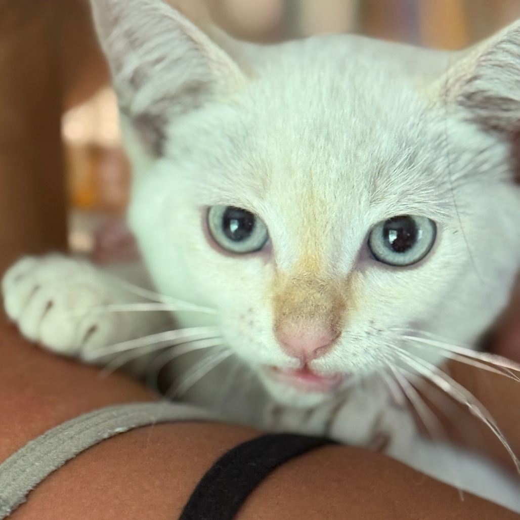 Alberto, an adoptable Himalayan, Domestic Medium Hair in Pahoa, HI, 96778 | Photo Image 2