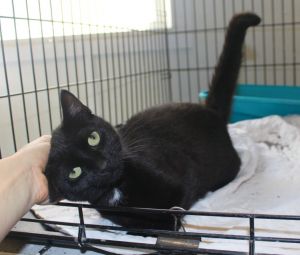 June, Adult Female Domestic Short Hair